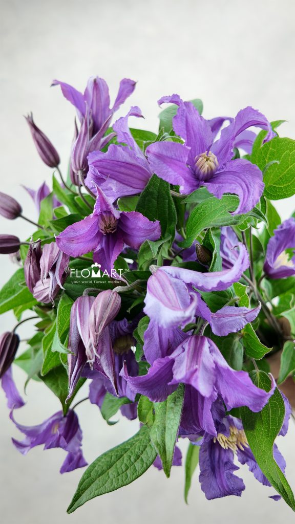 Clematis Amazing Rome