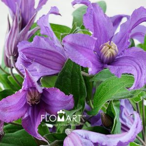 Clematis Amazing Rome
