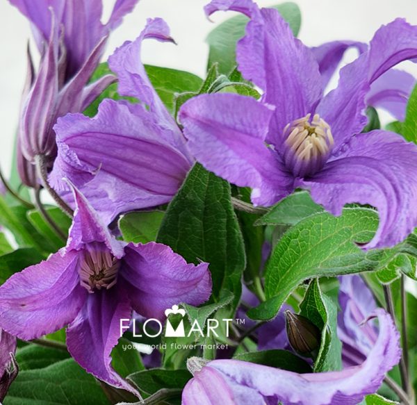 Clematis Amazing Rome
