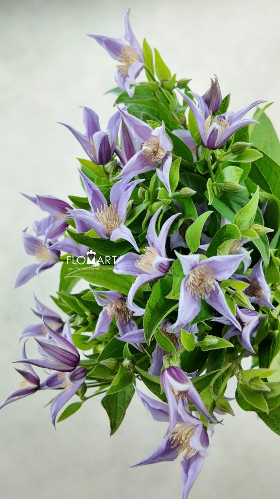 Clematis Star River