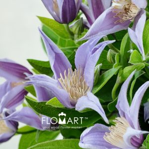 Clematis Star River