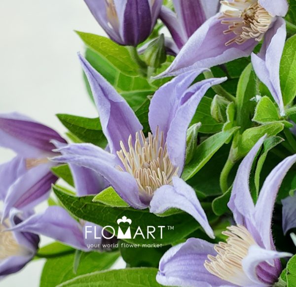 Clematis Star River
