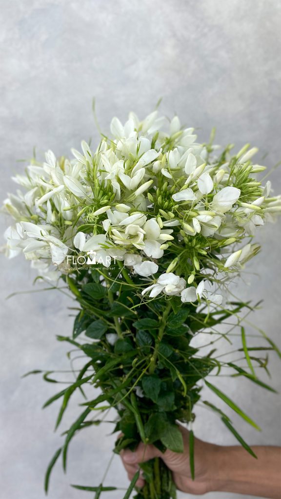 Cleome Spinoza Helen Campbell