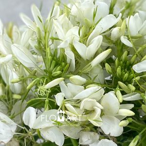 Cleome Spinoza Helen Campbell