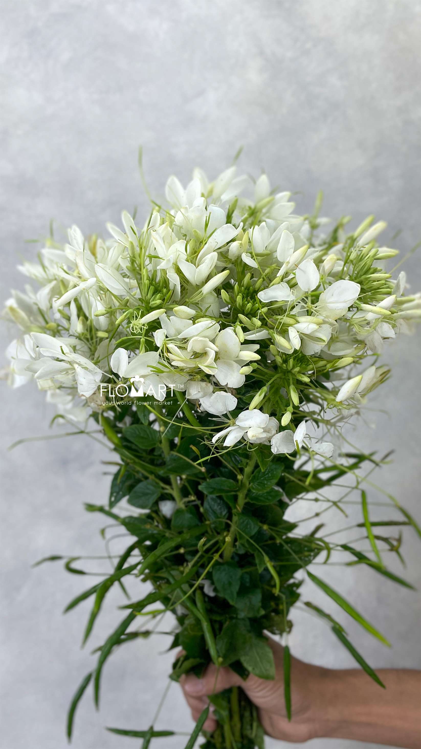 Cleome Spinoza Helen Campbell - Image 1