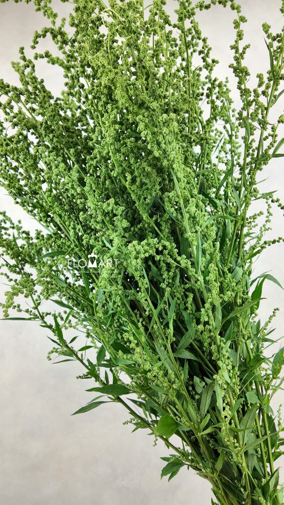 Conopodium
