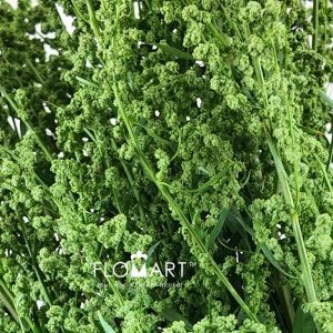 Conopodium