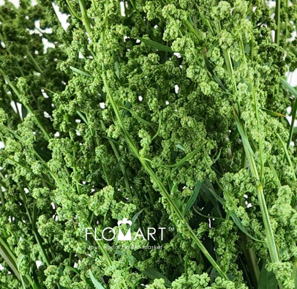 Conopodium