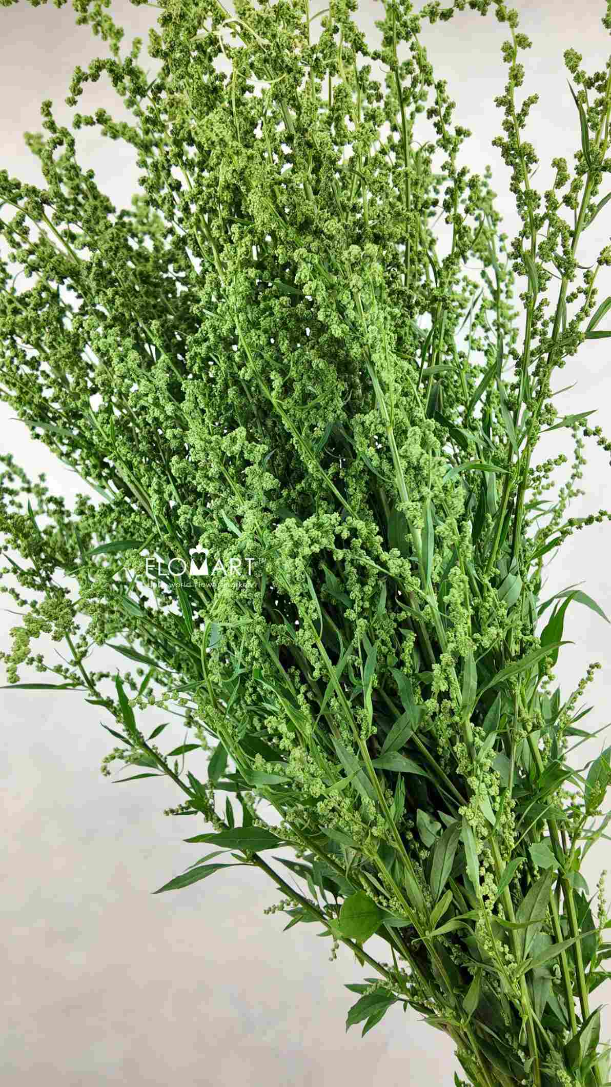Conopodium - Image 1