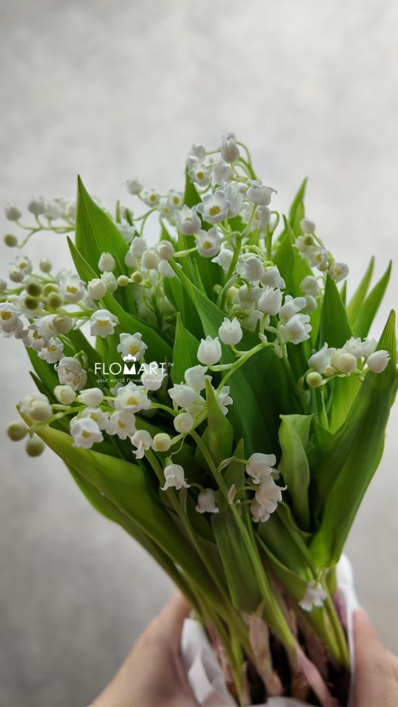 Convallaria