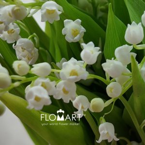 Convallaria