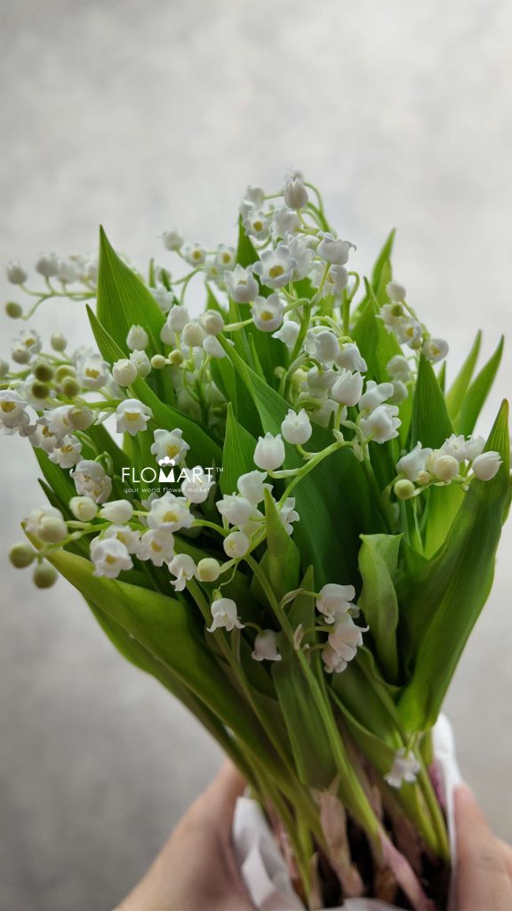 Convallaria