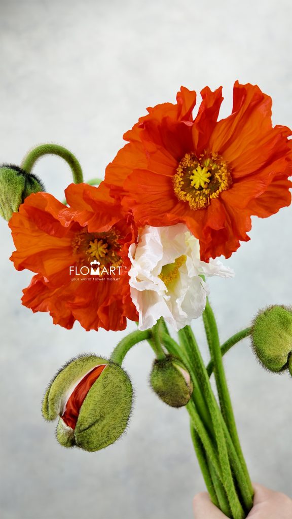 Corn Poppy