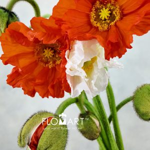 Corn Poppy