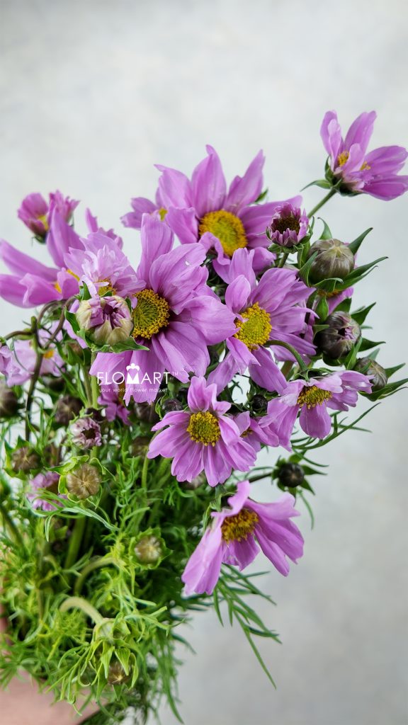 Cosmos Bipinnatus Pink
