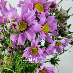 Cosmos Bipinnatus Pink