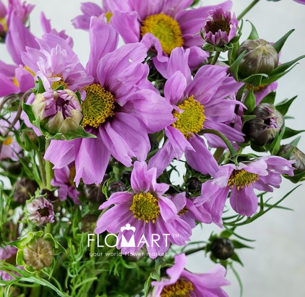 Cosmos Bipinnatus Pink
