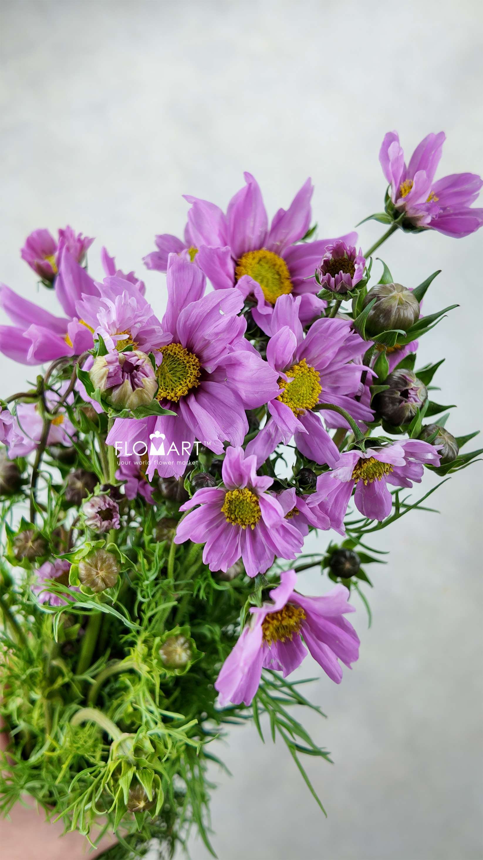 Cosmos Bipinnatus Pink - Image 1