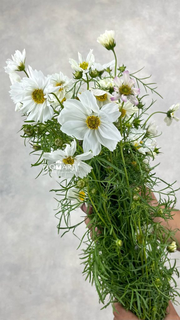 Cosmos Bipinnatus White