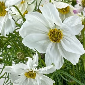 Cosmos Bipinnatus White