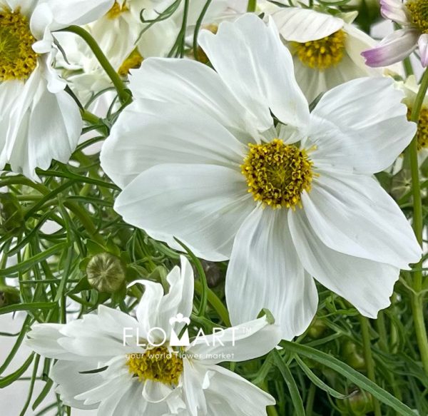 Cosmos Bipinnatus White