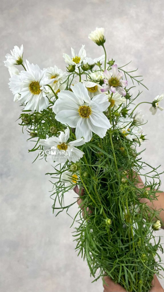Cosmos Bipinnatus White