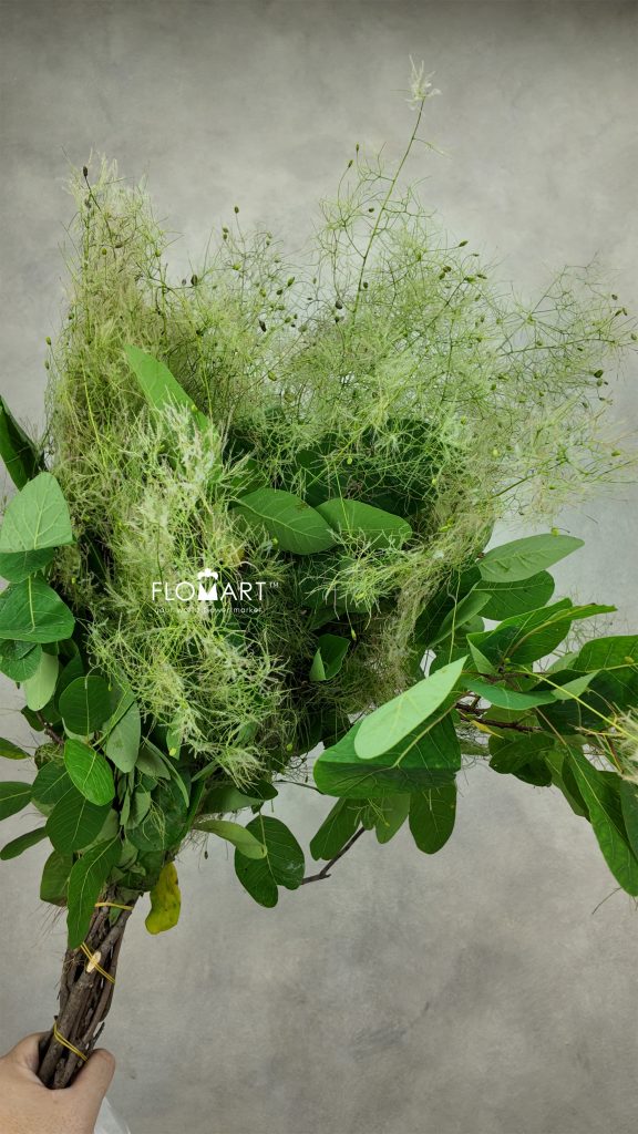 Cotinus Coggygria Green