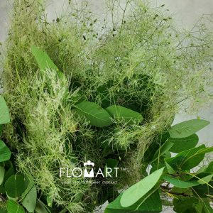 Cotinus Coggygria Green