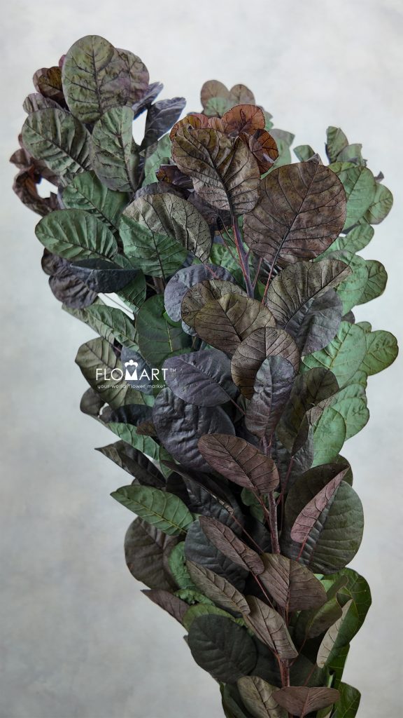 Cotinus Coggygria Leaf