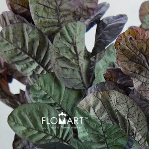 Cotinus Coggygria Leaf