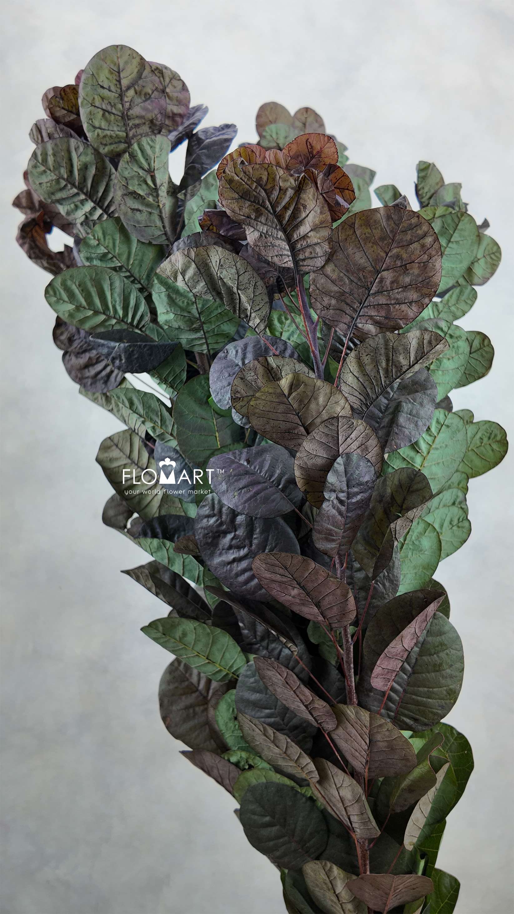 Cotinus Coggygria Leaf - Image 1