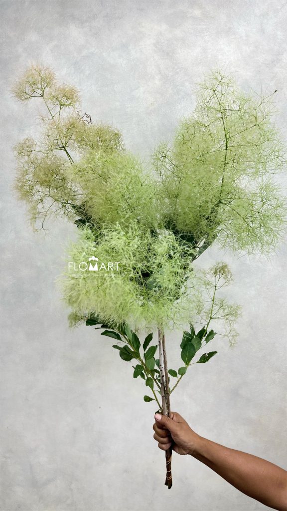 Cotinus Coggygria Pink