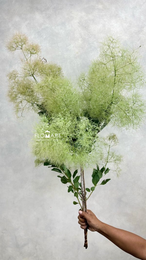 Cotinus Coggygria Pink