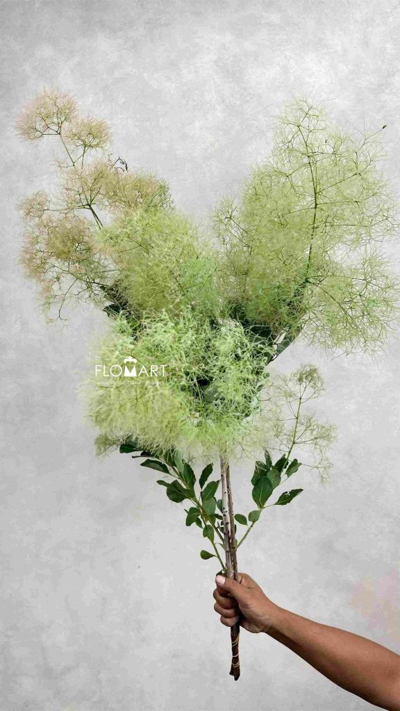 Cotinus Coggygria Pink