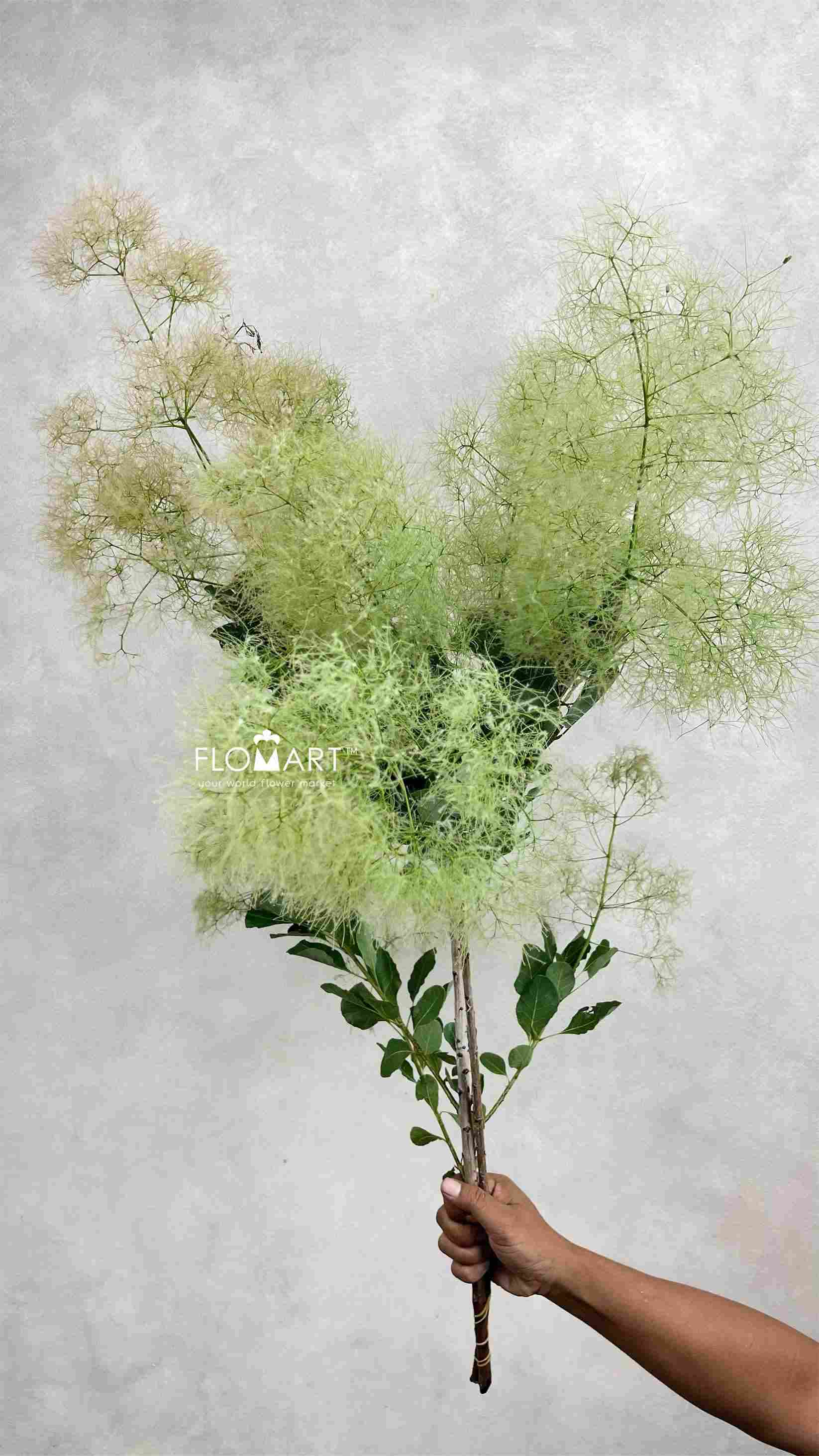 Cotinus Coggygria Pink - Image 1
