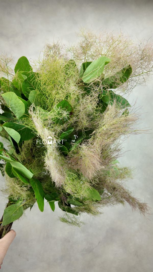 Cotinus Coggygria Red Cotinus Coggygria Red