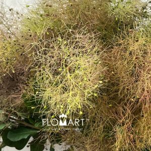 Cotinus Coggygria