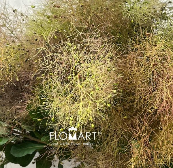 Cotinus Coggygria