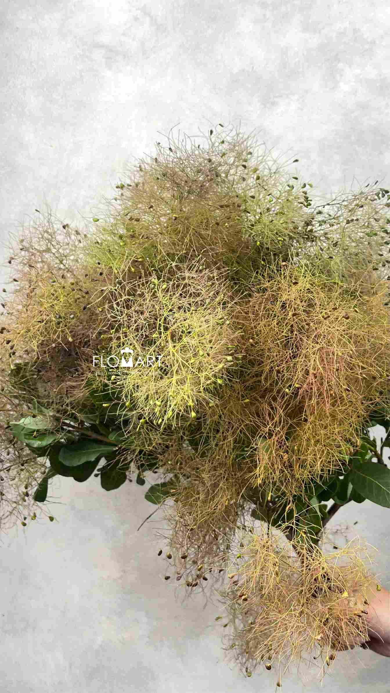 Cotinus Coggygria - Image 1