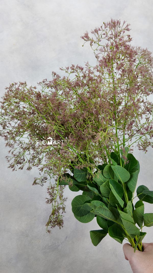 Cotinus Green Fountain