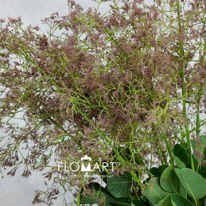 Cotinus Green Fountain