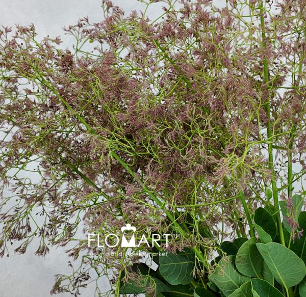 Cotinus Green Fountain