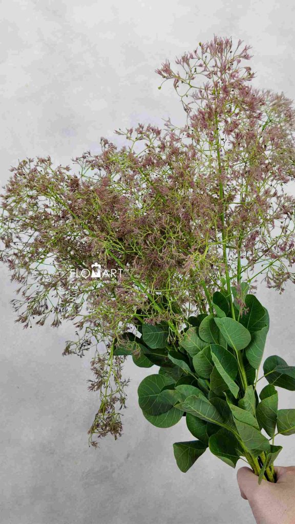 Cotinus Green Fountain