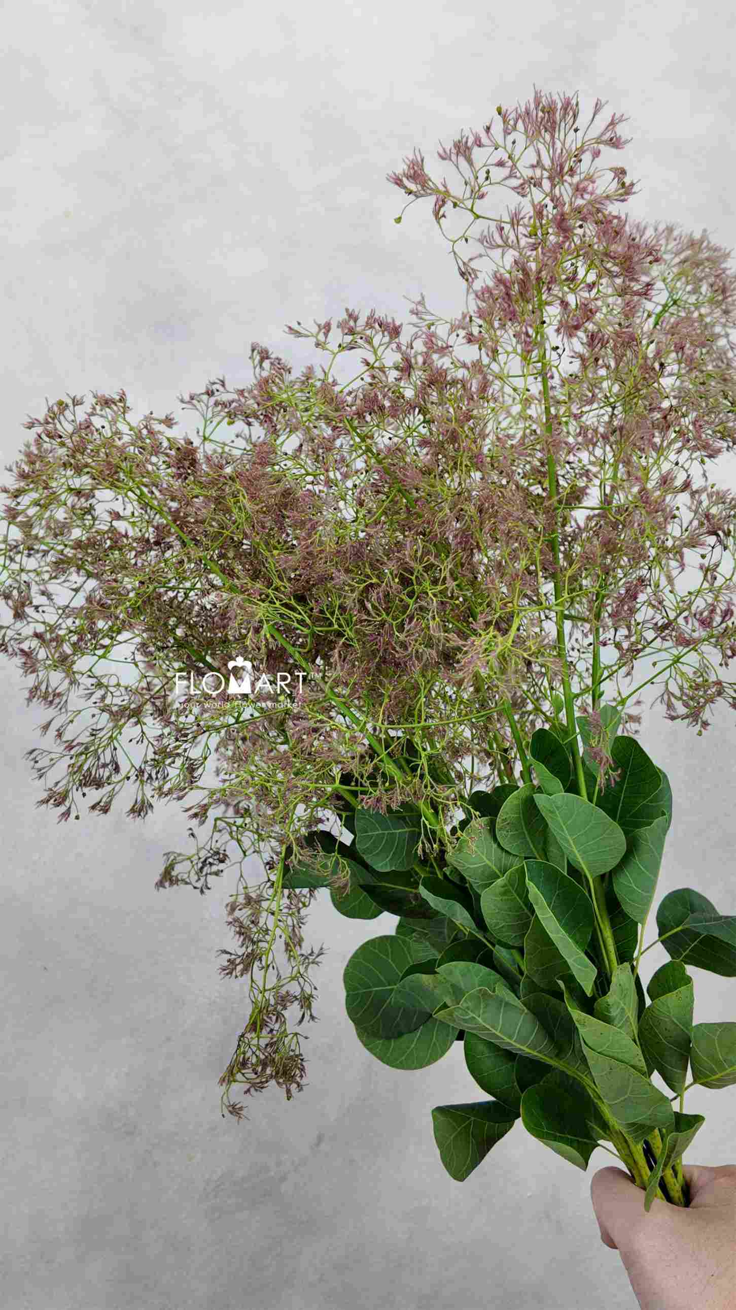 Cotinus Green Fountain - Image 1
