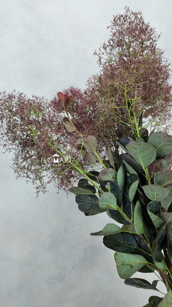 Cotinus Magical Torch