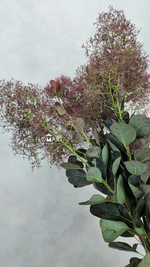 Cotinus Magical Torch