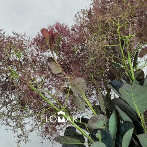 Cotinus Magical Torch