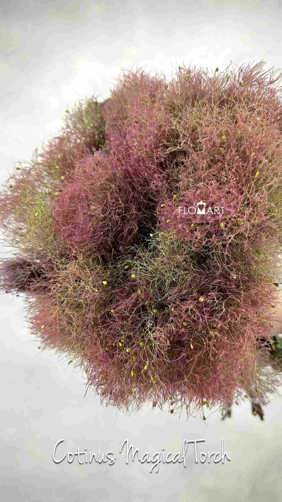 Cotinus Magical Torch