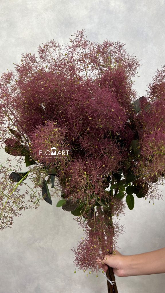 Cotinus Red Fountain