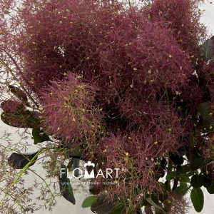 Cotinus Red Fountain